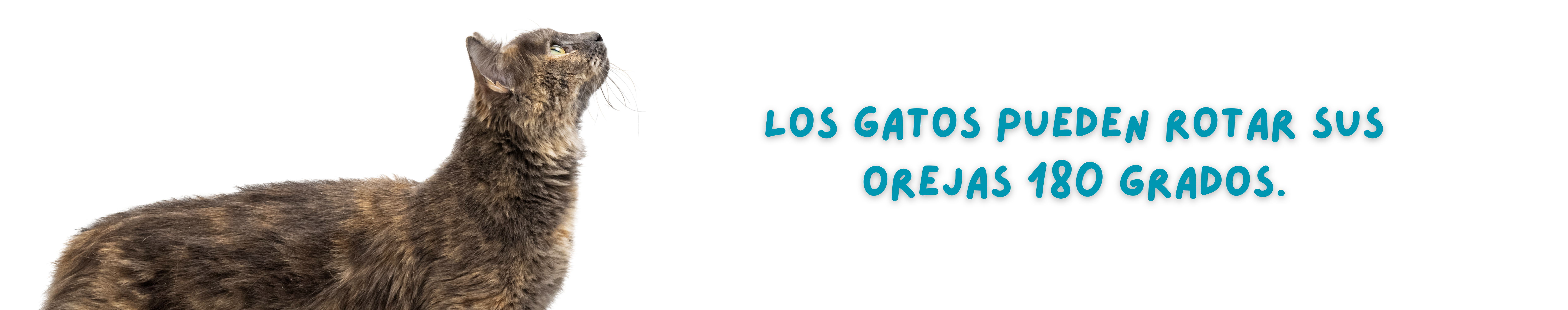 Producto 2